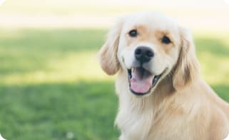 Proteção para seu pet